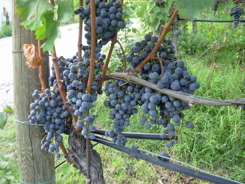 n_62 Schlosskellerei Turmhof.jpg